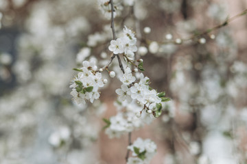 spring apple white nature flowers