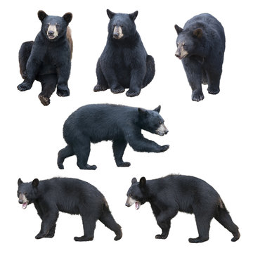 Black bear collection on white background