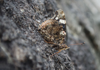 *Schmetterling*
