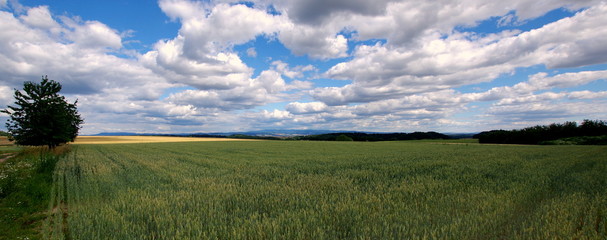 Fototapeta Polski wiejski krajobraz, pole obsiane pszenicą pod białymi obłokami obraz
