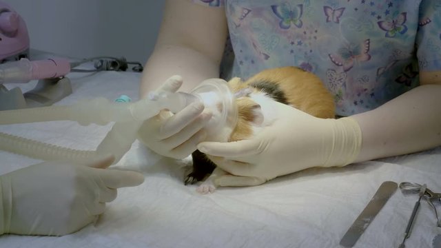 Vet preparing a guinea pig for surgery, putting on muzzle an oxygen mask for general anesthesia. 4K