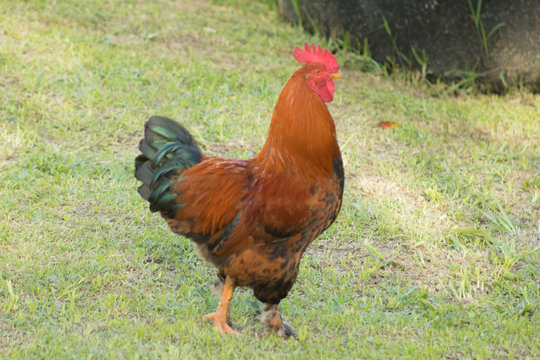 Gallinero