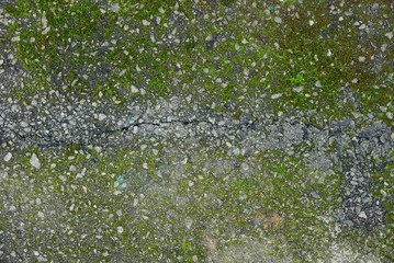 gray green texture of a crack on the asphalt in green moss