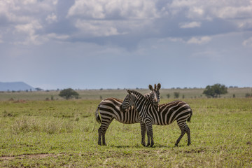 Fototapeta na wymiar Two Zebras in Etosha National Park