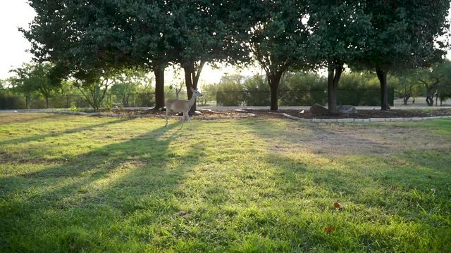 Whitetail deer eating corn out of a yard in the Texas hill country.