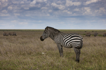 Zebra in the Serengeti National Park