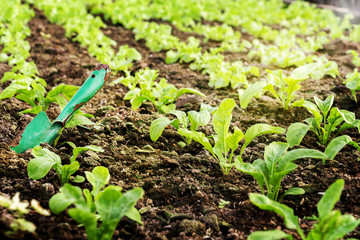 Vegetables farm planting indoor by non-toxic organic with beautiful green leafs are grown for salad. Agriculture industry.