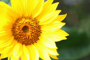 sunflower with copy space