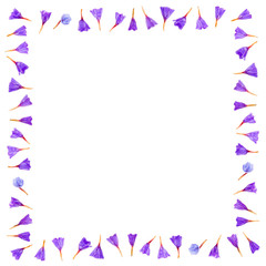 Floral frame made of Limonium or Statice flowers isolated on white background. Top view with copy space. Flat lay.