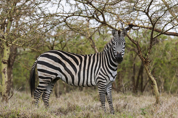 Fototapeta na wymiar Zebra in the Serengeti National Park