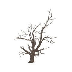 Obraz premium Dry wood tree. The dry old tree. Silhouette of a tree hand drawing. Tree sketch illustration