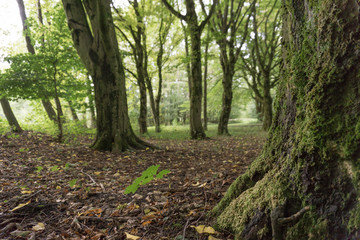 Forest