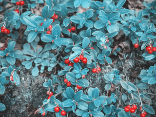 Fototapeta na wymiar Beautiful fantastic fabulous natural blue background. Ripe red cranberry berry grows in the forest