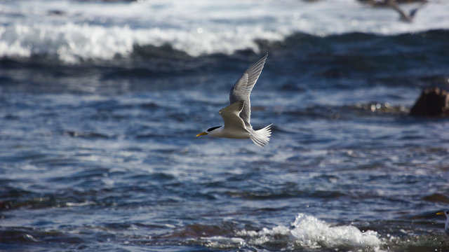 Tern near Cape of Good Hope