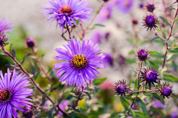 *lila Blumentraum -  Wildblumen - Frühlingszauber*