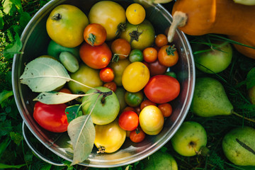 Assortment of organic farm fresh vegetables