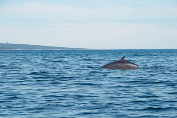 Fototapeta premium minke whale breach