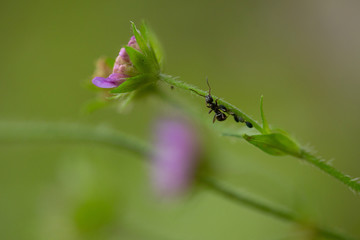 Ameisen auf Blume
