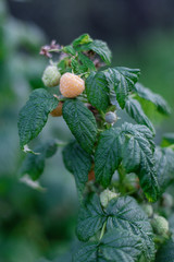 Golden Yellow Raspberry bush with ripe fruits in the organic garden
