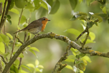 Robin in orchard 