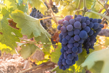 bunch of natural red grapes with a view of the sunset before the time of harvest.