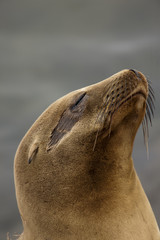 Lazy Sea Lion relaxing