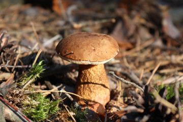 The mushroom grows in the forest. Dry leaves. Moss. Cones and conifers. Forest carpet. Macro