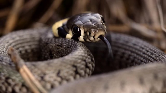 Grass snake in defensive pose is smelling air with forked tongue