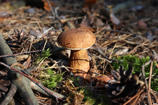 The mushroom grows in the forest. Dry leaves. Moss. Cones and conifers. Forest carpet. Macro