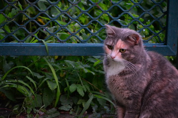 Gatto che guarda qualcosa dal muretto del giardino