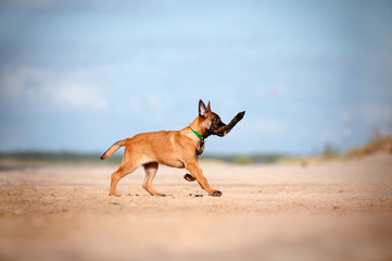 malinois puppy playing on the beach