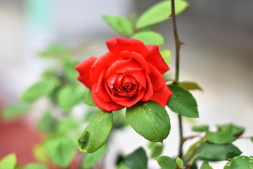 red rose