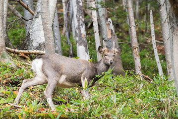 秋のエゾシカ　大雪山黒岳ふもと