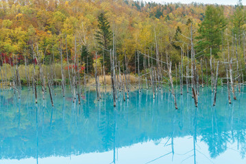 【北海道】秋の青い池