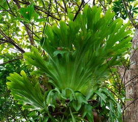 Obraz premium platycerium ridleyi