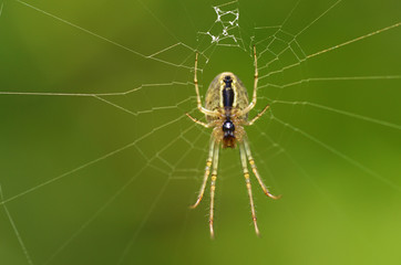 A spider knits a web.