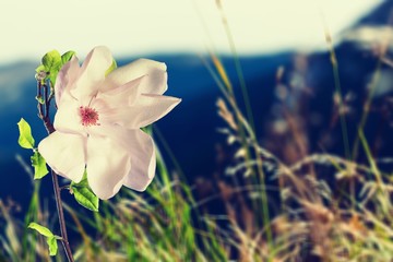 Flower In the beginning of spring on  background