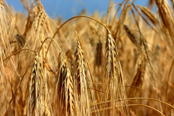 Spikes of ripe golden grain (wheat or barley) during summer sunset with details on kernels and straws against blue sky