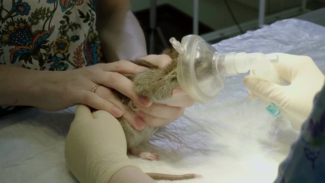 Vet preparing a rat for surgery, putting on muzzle an oxygen mask for anesthesia in animal hospital. 4K