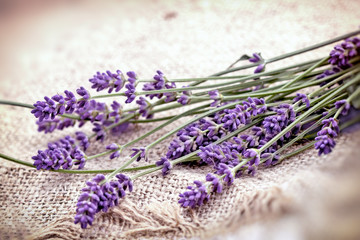 Lavender bouquet closeup, lavender on canvas background