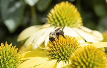 Macro American Bumble-bee (Bombus pensylvanicus) on Double Decker Cone Flower (Echinacea) Seeking Pollen
