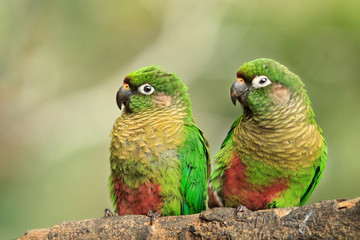 Maroon-bellied Parakeet