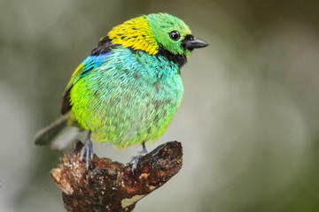 Green-headed Tanager