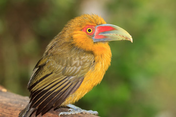 Saffron Toucanet