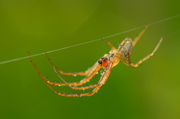 A spider knits a web.