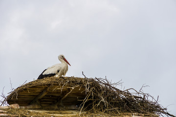 Stork standing on wooden plate on a house roof