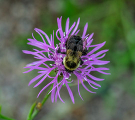 Bee Macro 