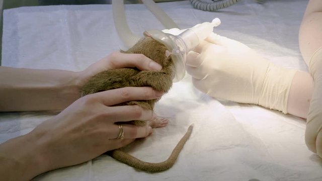 Vet preparing a rat for surgery, putting on muzzle an oxygen mask for anesthesia in animal hospital. 4K