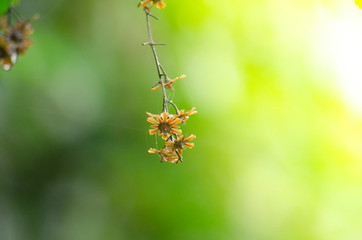 Rain forest is important in Thailand . It is habitat for wildlife