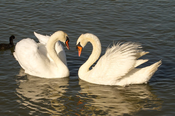 White swan on the water surface summer day
